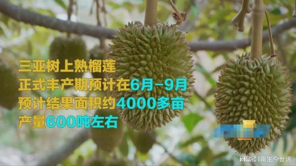 股票线上配资网 国产榴莲杀疯了！600吨价格跳水90%，泰国、菲律宾计划连夜抛货